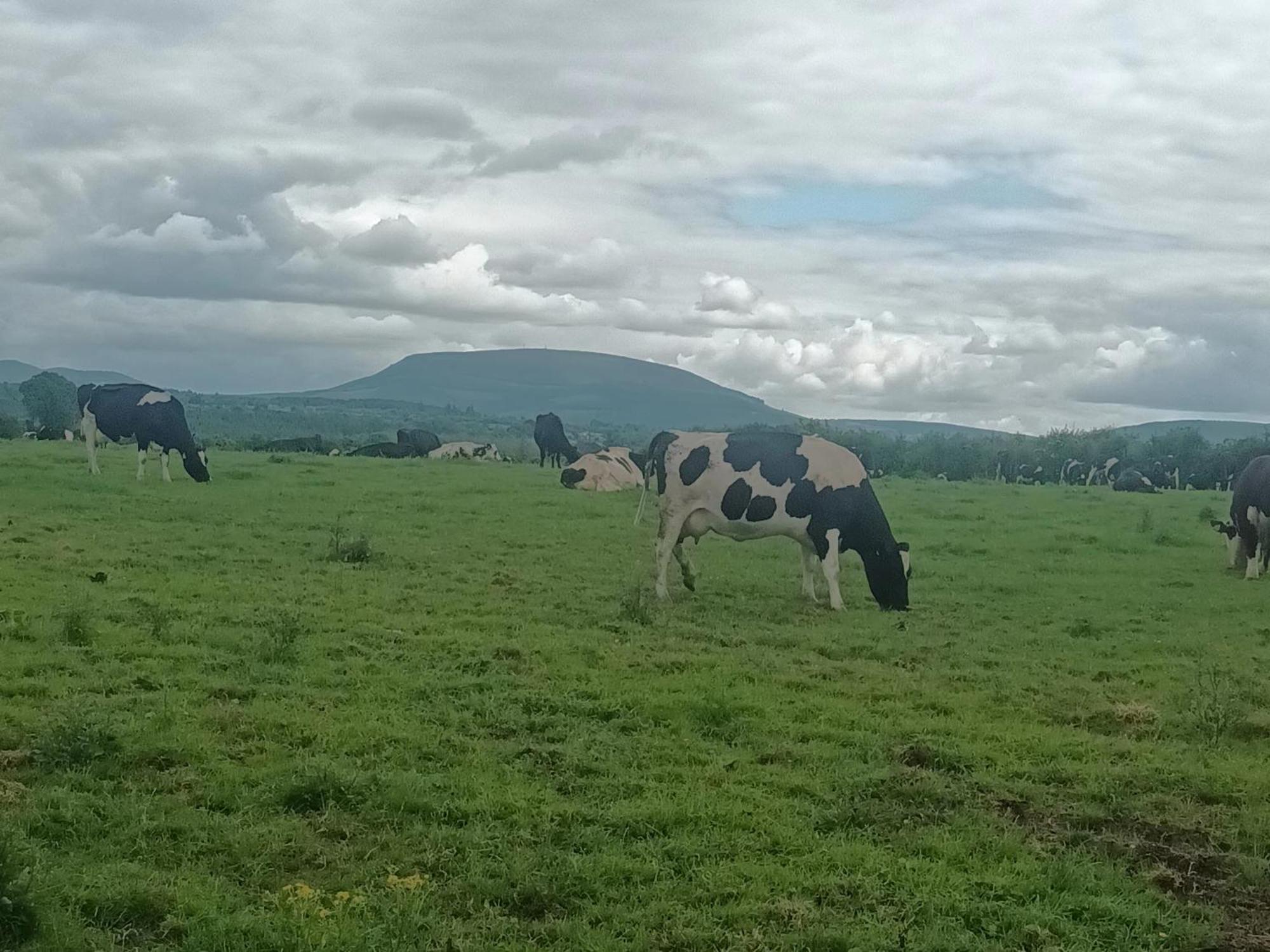 Birdhill Farmhouse Tipperary Exterior foto